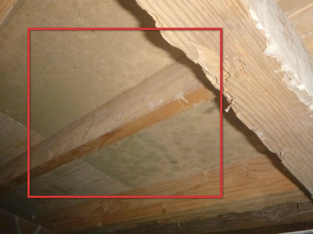 Mold / AIQ