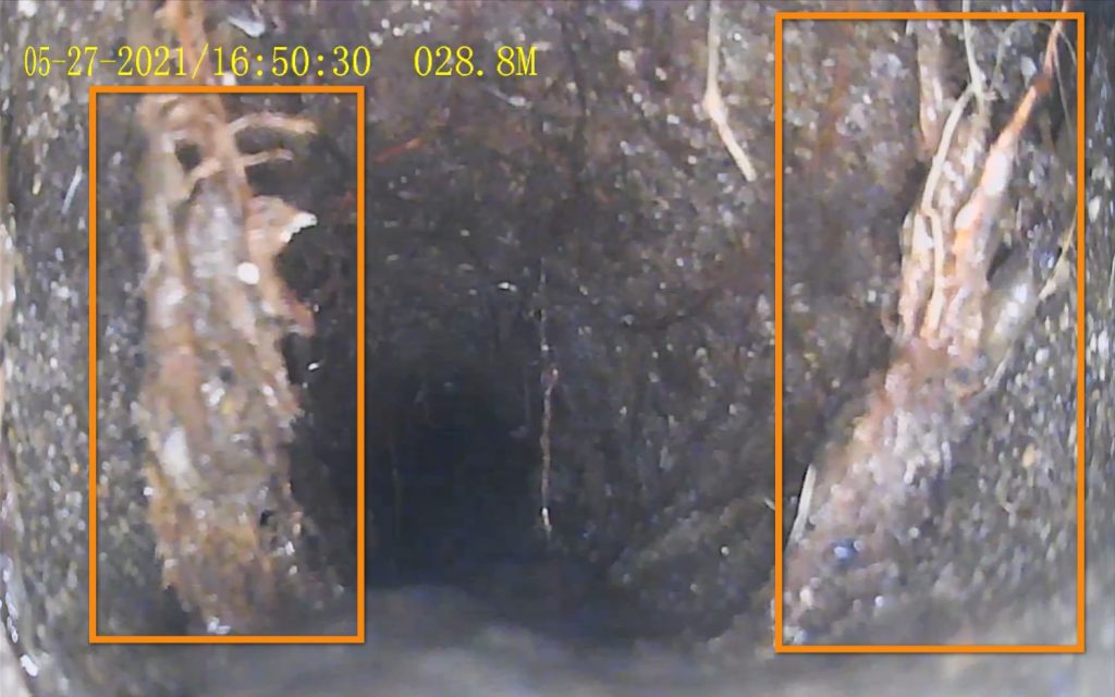Sewer Scope