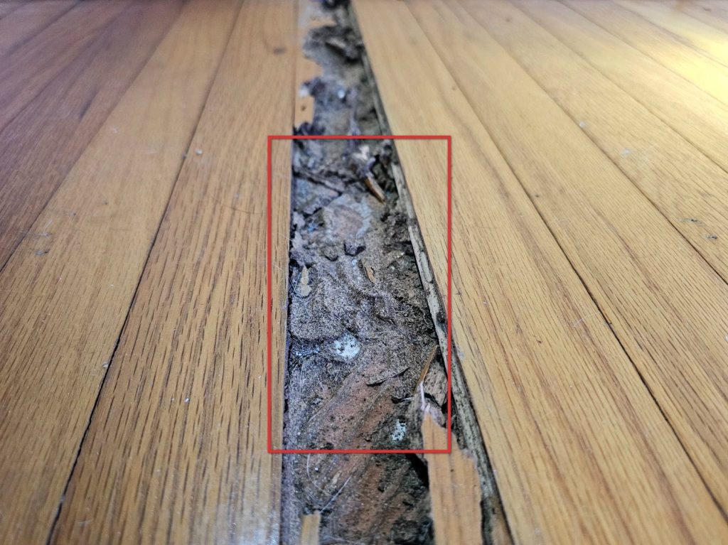 Termite Inspection