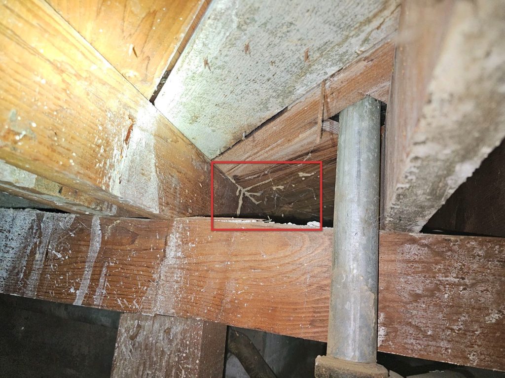 Termite Inspection