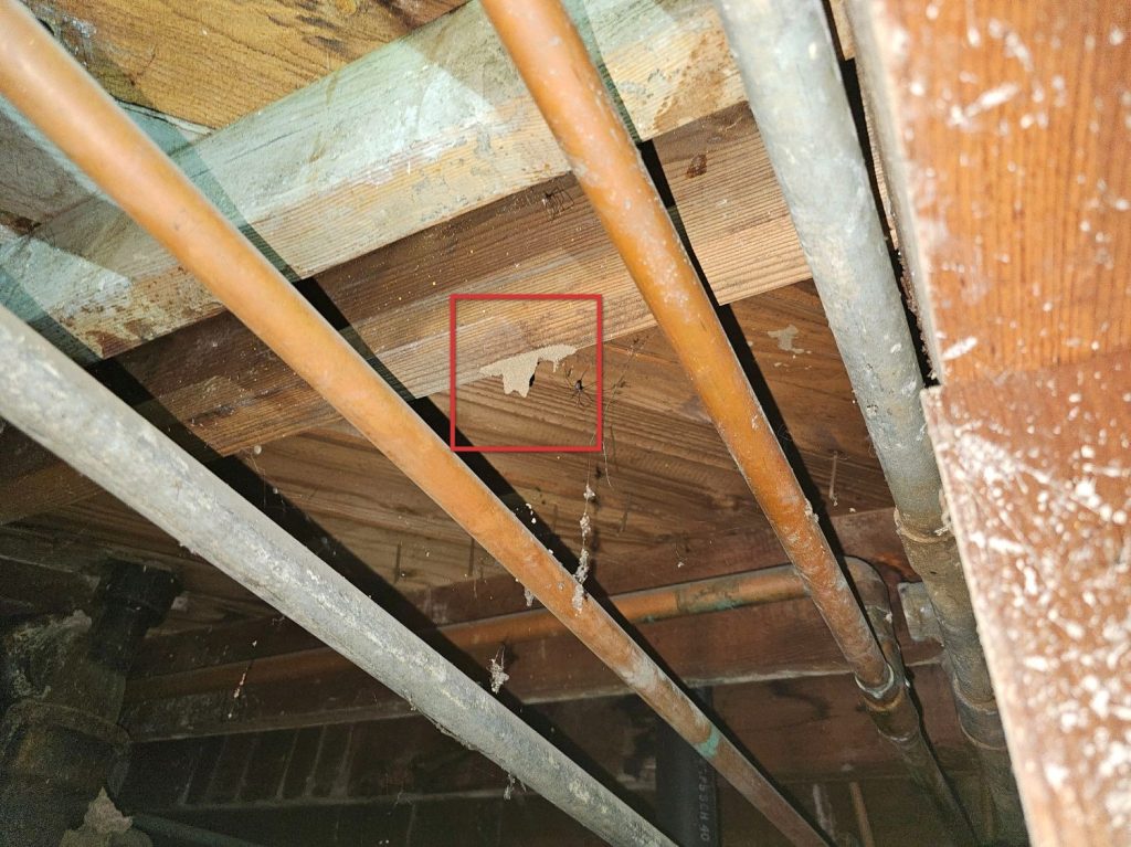 Termite Inspection