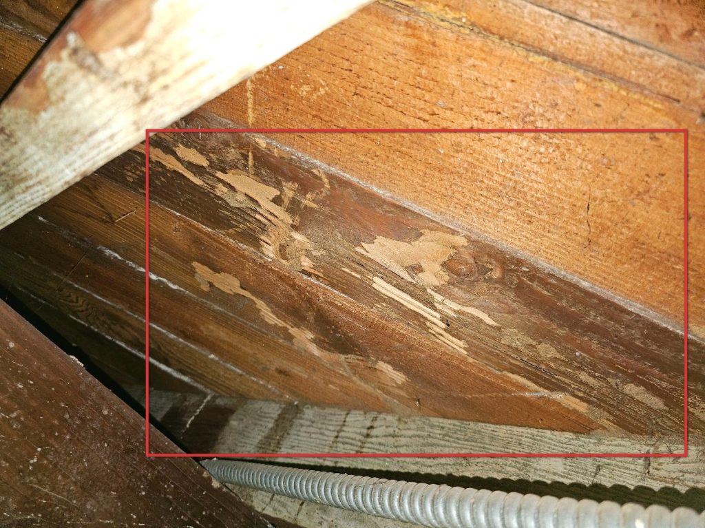 Termite Inspection