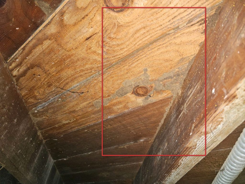 Termite Inspection