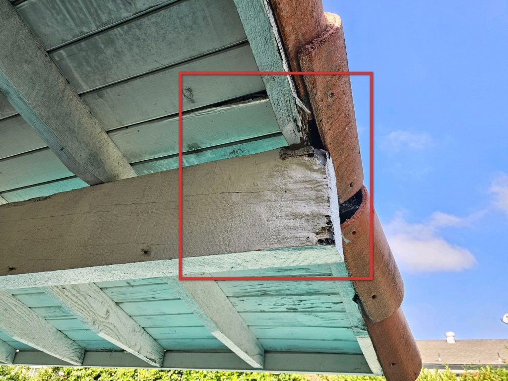 Termite Inspection