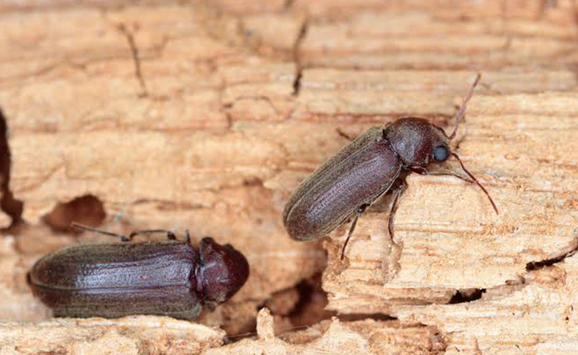 Wood-Boring Beetles